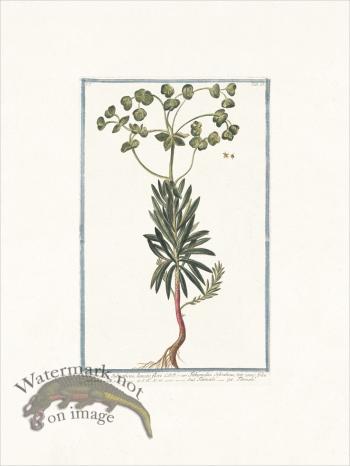 Bonelli 023 Titimale